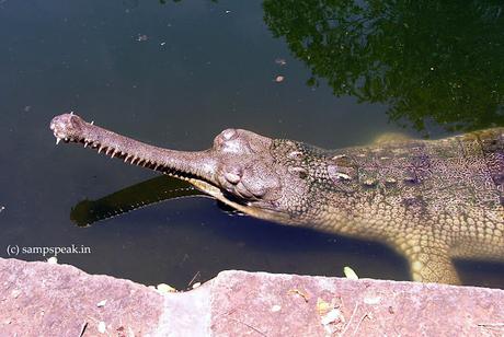 women who fought Crocodile to save her sister set to receive Gallantry Award in UK