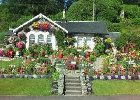 House covered in flowers