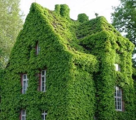 House covered in Japanese creeper vine