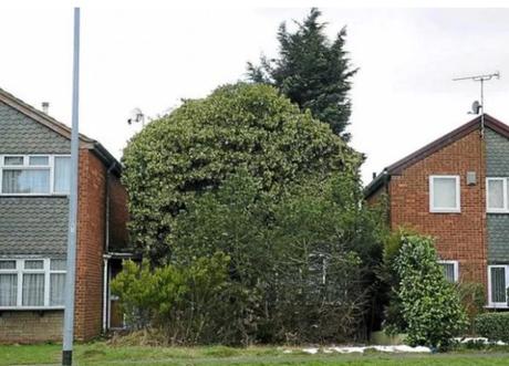 House overgrown by plants