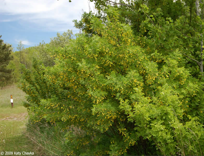 South Dakota's Leguminous Trees (& a vine)