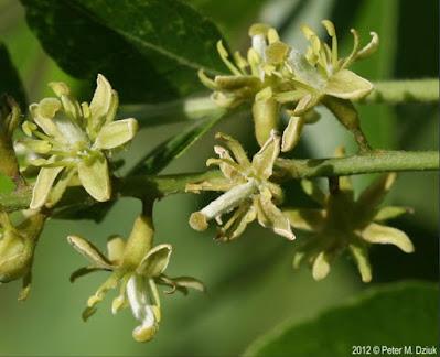 South Dakota's Leguminous Trees (& a vine)