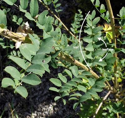 South Dakota's Leguminous Trees (& a vine)