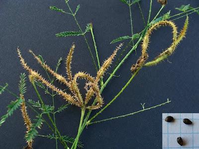 South Dakota's Leguminous Trees (& a vine)