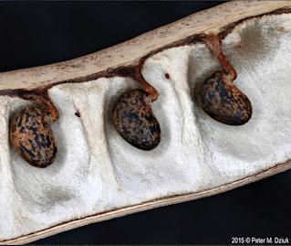 South Dakota's Leguminous Trees (& a vine)