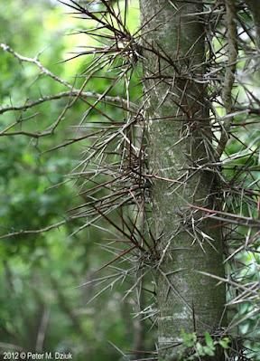 South Dakota's Leguminous Trees (& a vine)