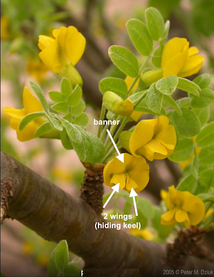 South Dakota's Leguminous Trees (& a vine)