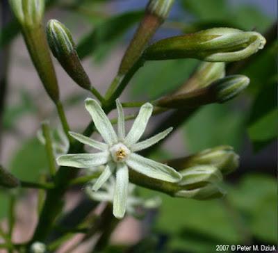 South Dakota's Leguminous Trees (& a vine)