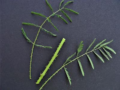 South Dakota's Leguminous Trees (& a vine)