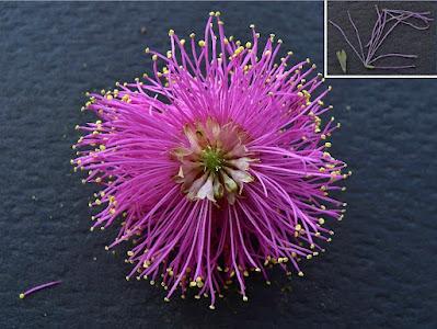 South Dakota's Leguminous Trees (& a vine)