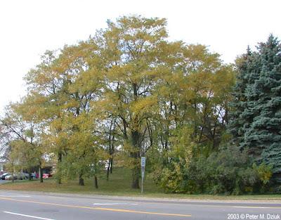 South Dakota's Leguminous Trees (& a vine)