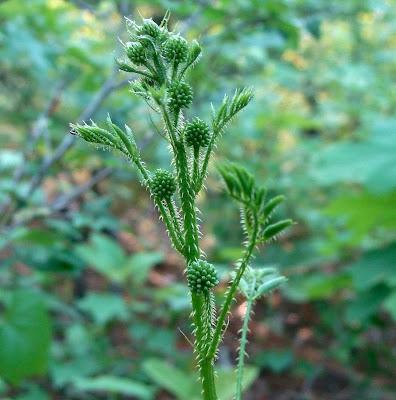 South Dakota's Leguminous Trees (& a vine)