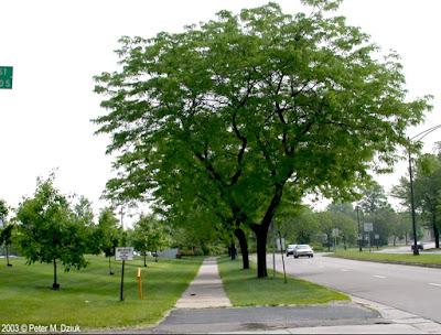 South Dakota's Leguminous Trees (& a vine)