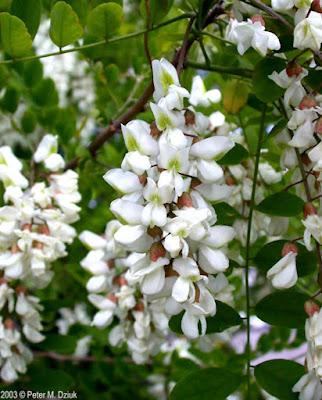 South Dakota's Leguminous Trees (& a vine)