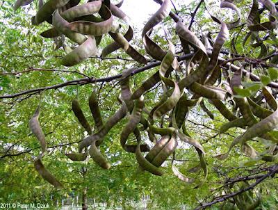 South Dakota's Leguminous Trees (& a vine)