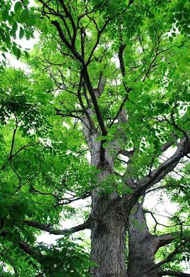 South Dakota's Leguminous Trees (& a vine)