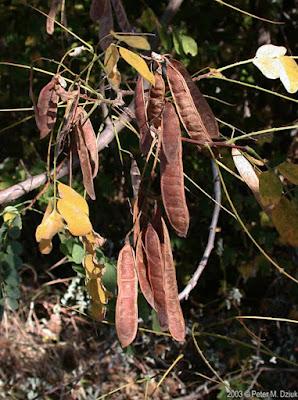 South Dakota's Leguminous Trees (& a vine)