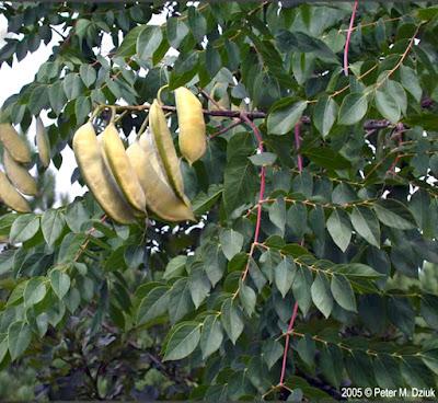 South Dakota's Leguminous Trees (& a vine)