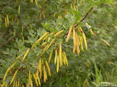 South Dakota's Leguminous Trees (& a vine)