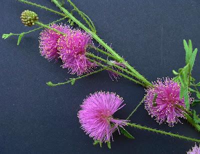 South Dakota's Leguminous Trees (& a vine)