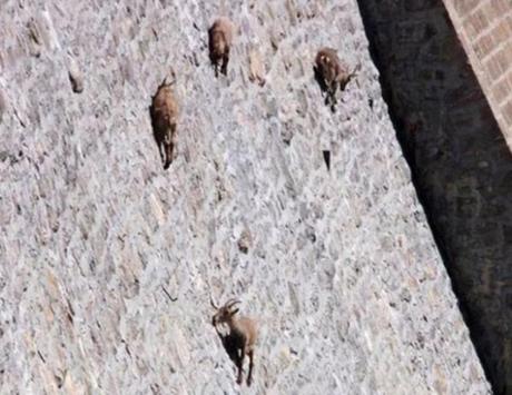Goat Climbing Dam