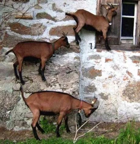 Goats Climbing wall outside window