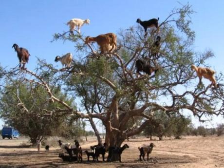 Goats in trees