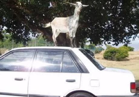 Goat on car