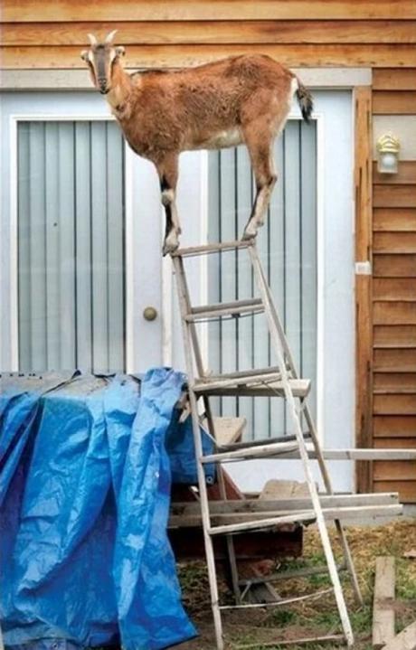 Goat On Stepladder