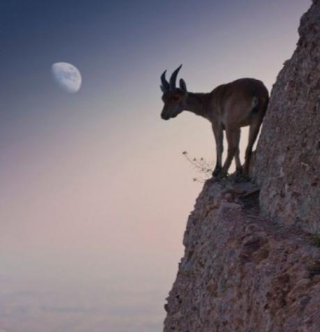 Mountain Goat Climbing a cliff