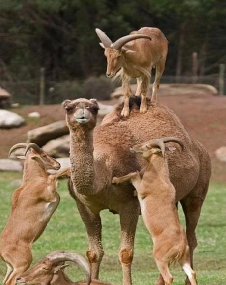 Goats Climbing onto the camels back