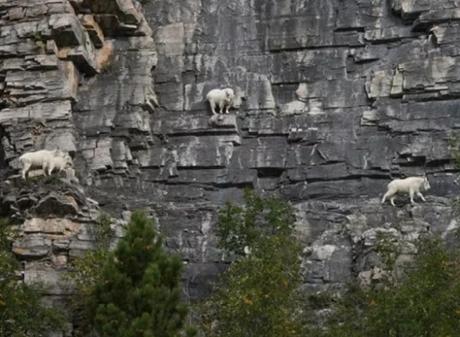 Mountain Goats Climbing a mountain