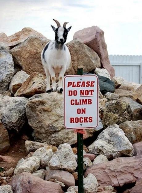Goat Climbing on rocks when he shouldn't