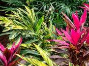 Advantages Landscaping with Florida Native Plants