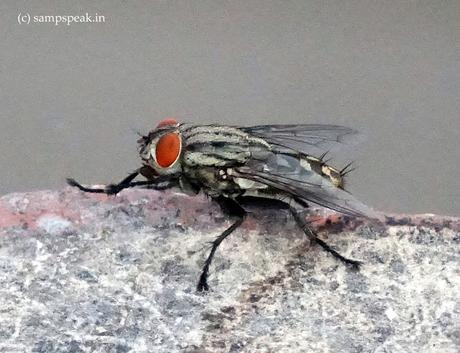 not simply “Ee” [வீட்டு ஈ ] – but Eristalinus taeniops