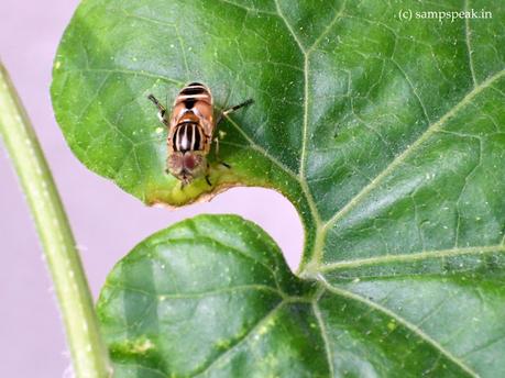 not simply “Ee” [வீட்டு ஈ ] – but Eristalinus taeniops