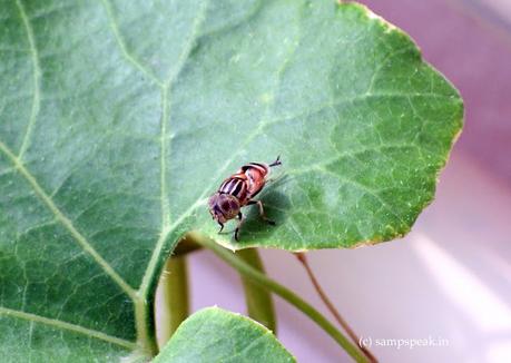not simply “Ee” [வீட்டு ஈ ] – but Eristalinus taeniops