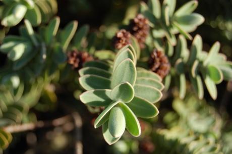 Hebe allanii Leaf (18/11/12, Kew Gardens, London)