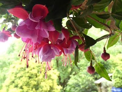 Fuchsia and Azalea