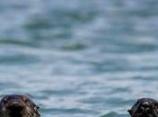 California, Otters Turn Tools Prey Monterey