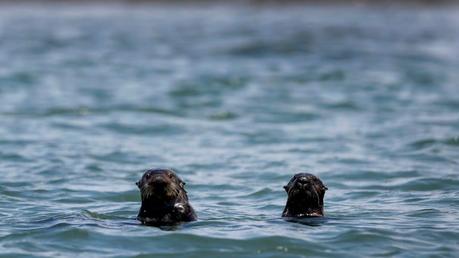 In California, otters turn to tools to eat prey in Monterey Bay