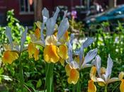 Friday Fotos: Irises, Yellow White, with Cars