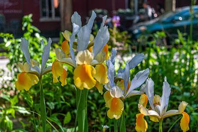 Friday Fotos: Irises, yellow & white, with cars