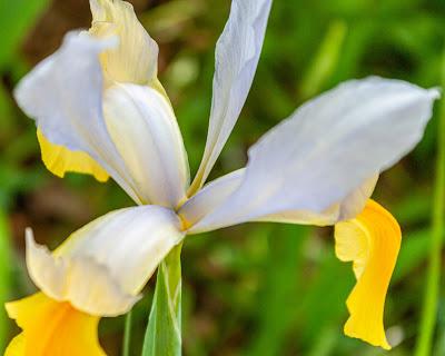 Friday Fotos: Irises, yellow & white, with cars