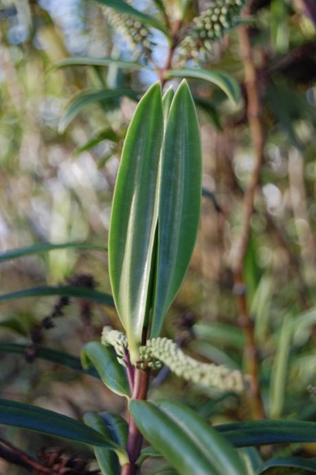 Hebe corriganii Leaf (18/11/12, Kew Gardens, London)