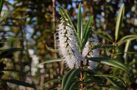 Hebe corriganii Flower (18/11/12, Kew Gardens, London)