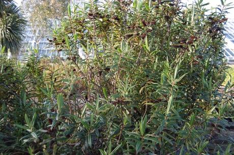 Hebe corriganii (18/11/12, Kew Gardens, London)