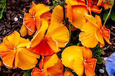 Orange, white, and red