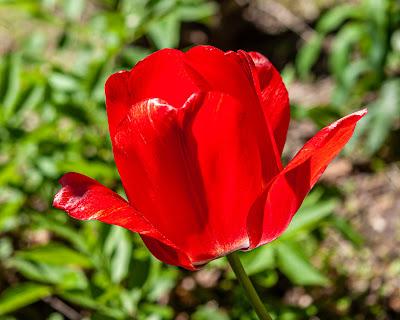 Orange, white, and red