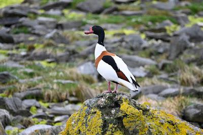 BIRD WATCHING ON RUNDE ISLAND, NORWAY: Above the Cliffs and Along the Shore